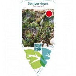 Sempervivum ‘Feldmaier’
