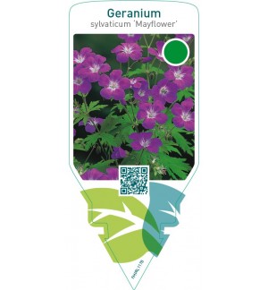 Geranium sylvaticum ‘Mayflower’