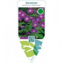 Geranium sylvaticum ‘Mayflower’