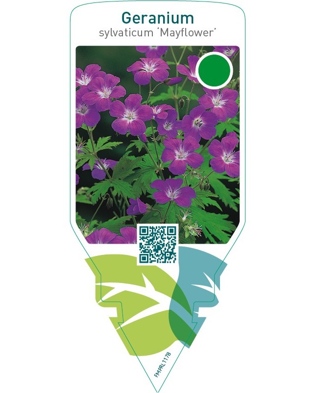 Geranium sylvaticum ‘Mayflower’
