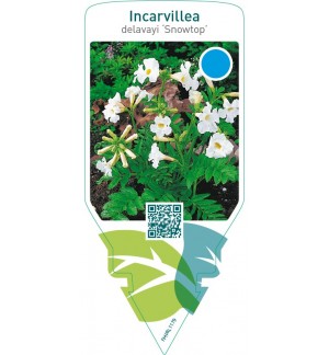 Incarvillea delavayi ‘Snowtop’