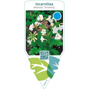 Incarvillea delavayi ‘Snowtop’