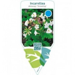 Incarvillea delavayi ‘Snowtop’