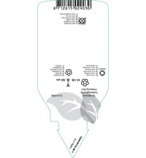 Etichette di Incarvillea dilavayi ‘Snowtop’ *