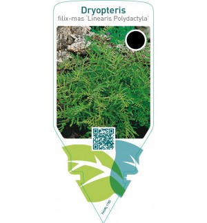 Dryopteris filix-mas ‘Linearis Polydactyla’