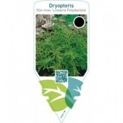 Dryopteris filix-mas ‘Linearis Polydactyla’