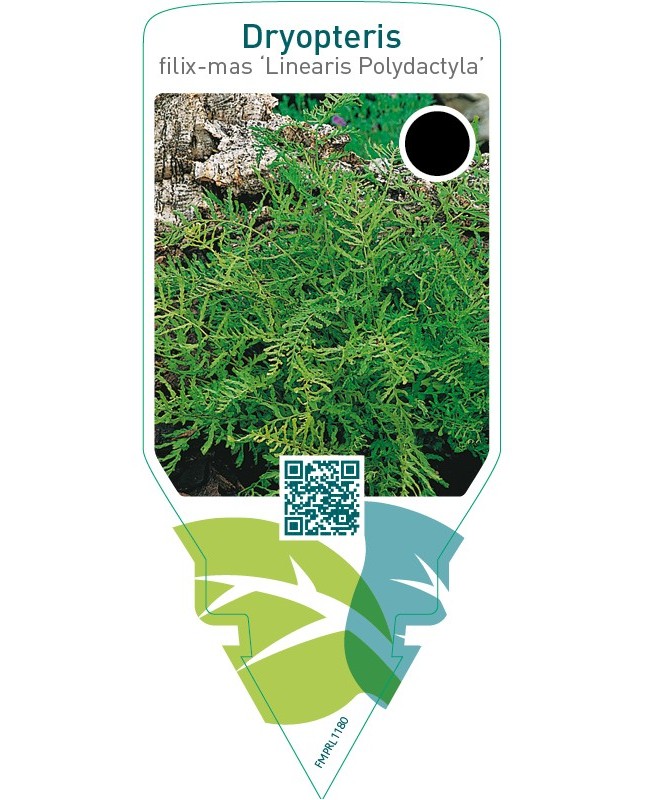 Dryopteris filix-mas ‘Linearis Polydactyla’