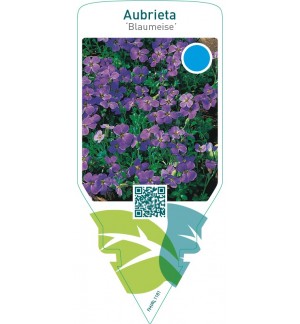 Aubrieta ‘Blaumeise’