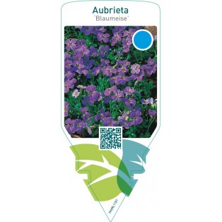 Aubrieta ‘Blaumeise’