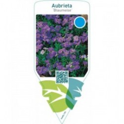 Aubrieta ‘Blaumeise’