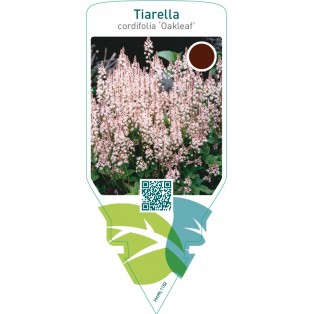 Tiarella cordifolia ‘Oakleaf’