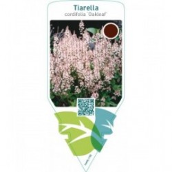 Tiarella cordifolia ‘Oakleaf’