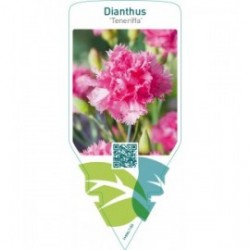 Dianthus tenneriffa  mix
