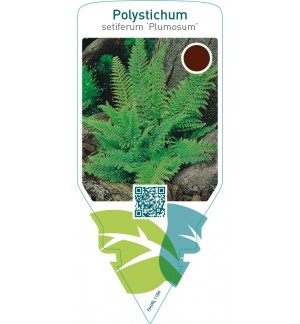 Polystichum setiferum ‘Plumosum’