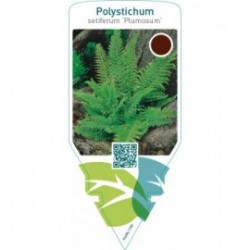 Polystichum setiferum ‘Plumosum’
