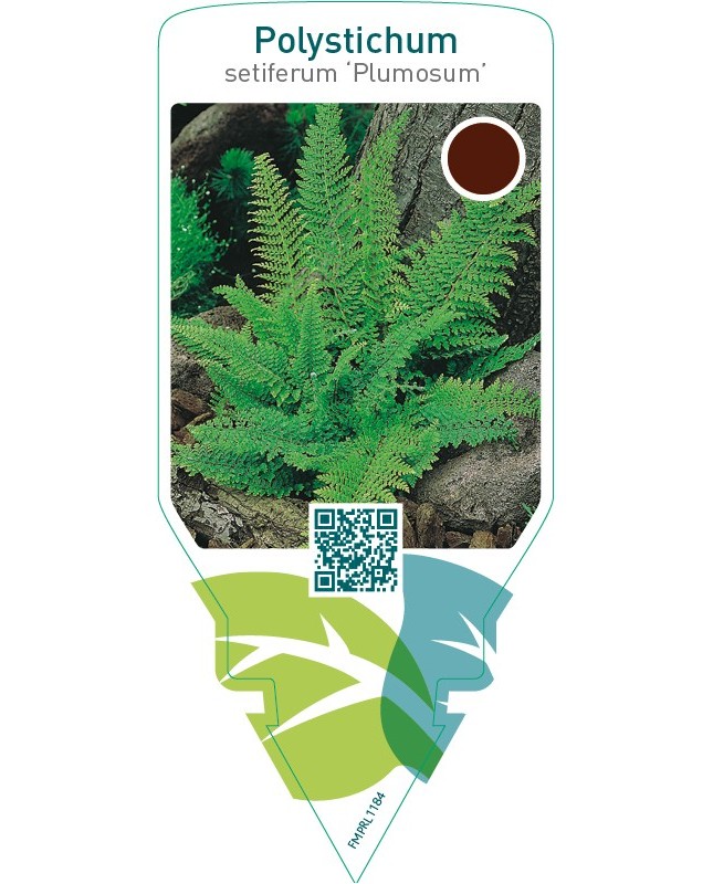 Polystichum setiferum ‘Plumosum’