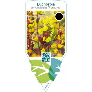 Euphorbia amygdaloides ‘Purpurea’