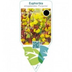 Euphorbia amygdaloides ‘Purpurea’