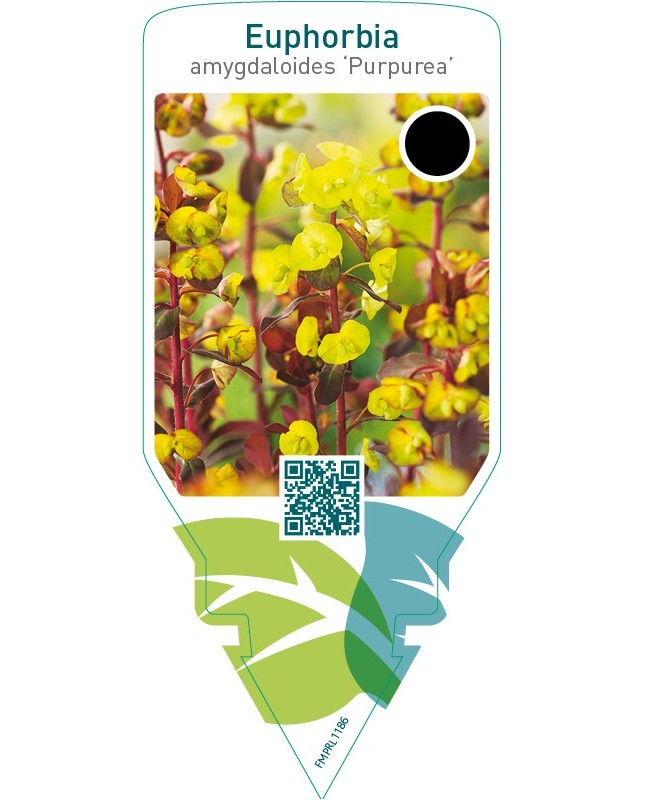 Euphorbia amygdaloides ‘Purpurea’
