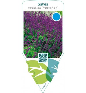Salvia verticillata ‘Purple Rain’