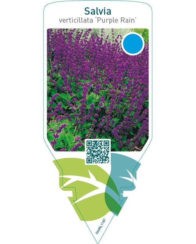 Salvia verticillata ‘Purple Rain’