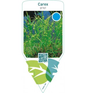 Carex grayi