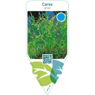 Carex grayi