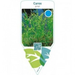 Carex grayi