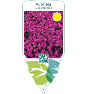 Aubrieta ‘Cascade Red’