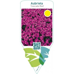 Aubrieta ‘Cascade Red’