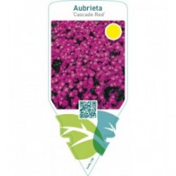 Aubrieta ‘Cascade Red’