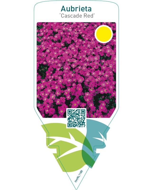 Aubrieta ‘Cascade Red’