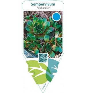 Sempervivum ‘Packardian’