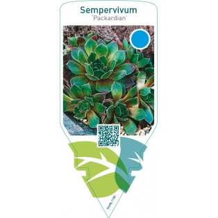 Sempervivum ‘Packardian’