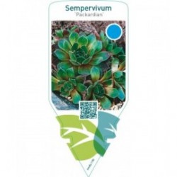 Sempervivum ‘Packardian’