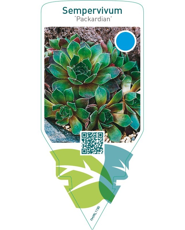 Sempervivum ‘Packardian’