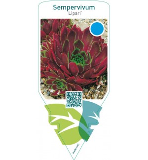 Sempervivum ‘Lipari’
