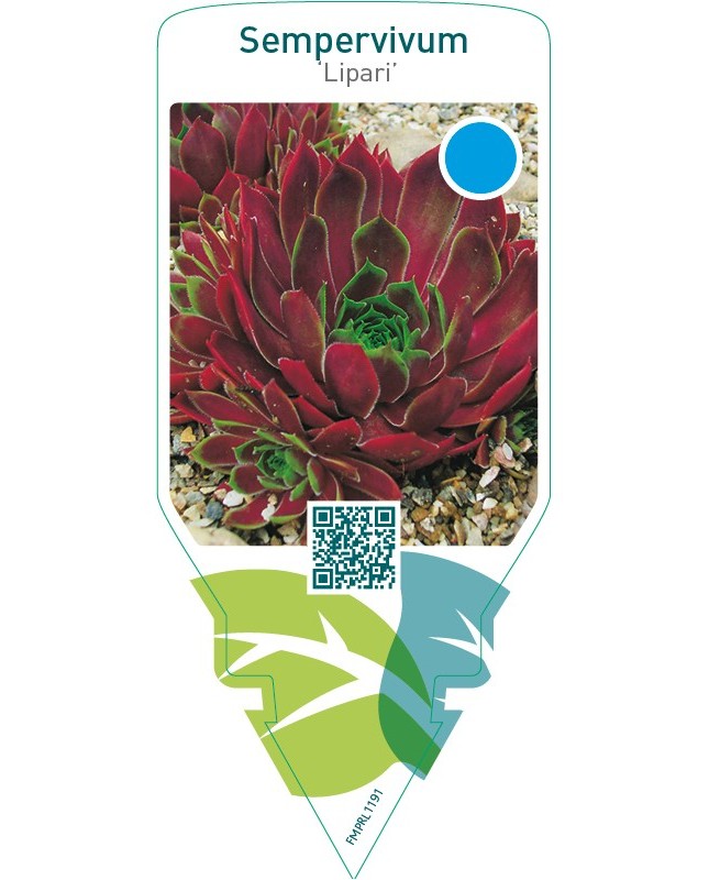 Sempervivum ‘Lipari’