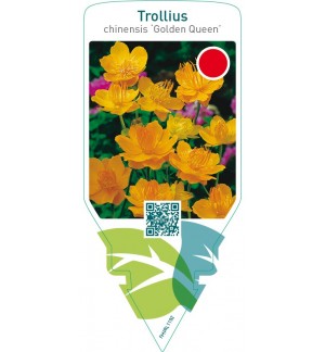 Trollius chinensis ‘Golden Queen’