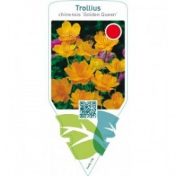 Trollius chinensis ‘Golden Queen’