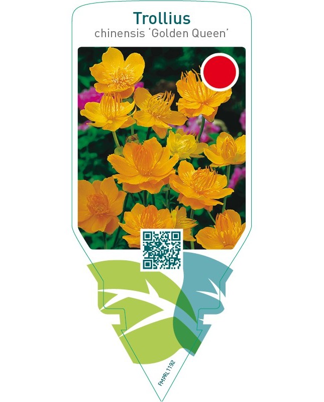 Trollius chinensis ‘Golden Queen’