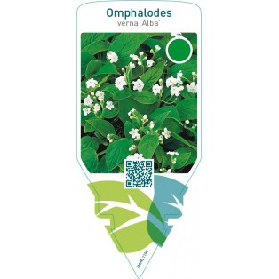 Omphalodes verna ‘Alba’