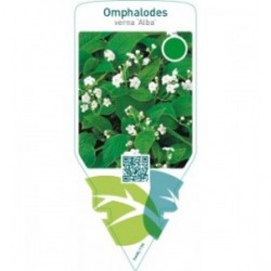 Omphalodes verna ‘Alba’