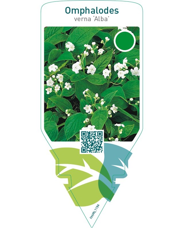 Omphalodes verna ‘Alba’