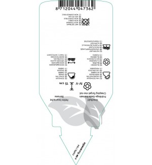 Etichette di Omphalodis verna ‘Alba’ *