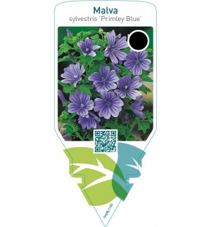 Malva sylvestris ‘Primley Blue’