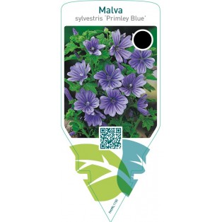 Malva sylvestris ‘Primley Blue’