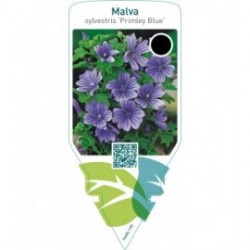Malva sylvestris ‘Primley Blue’
