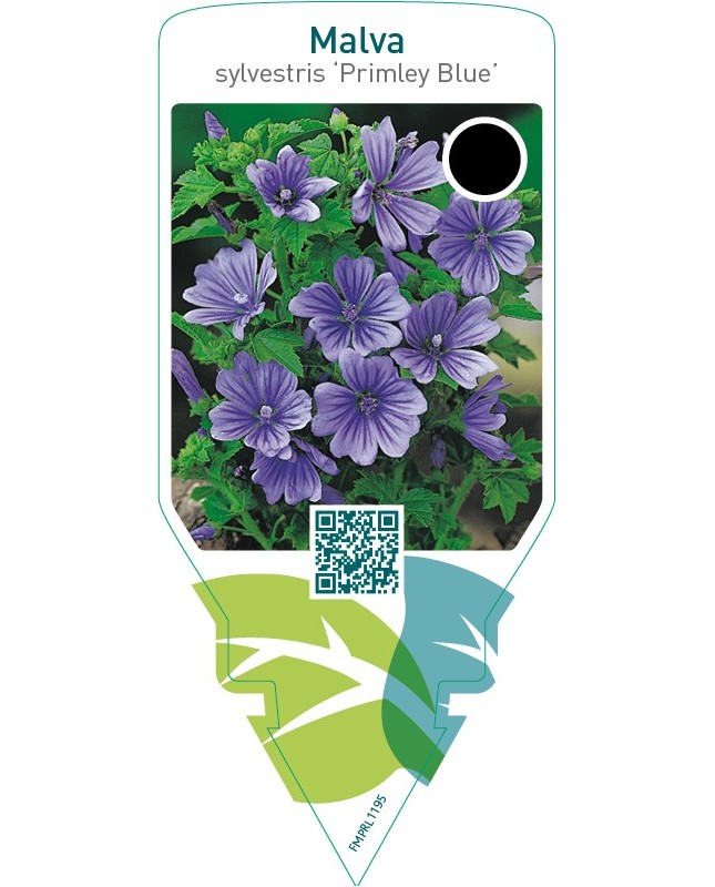 Malva sylvestris ‘Primley Blue’