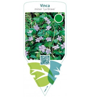 Vinca minor ‘La Grave’